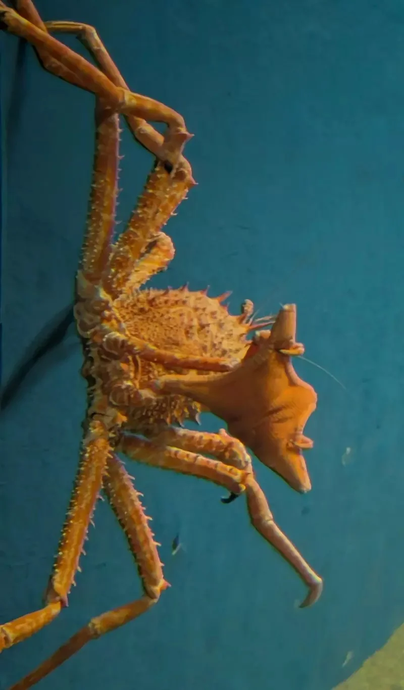 《舉起海星的螃蟹》日本水族館的擬人面蟹爆紅 不是巧合而是真的有這種興趣？｜高清图片集