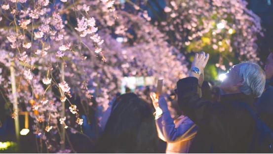 拒绝假樱花！日本东京正确赏樱攻略｜高清图片集