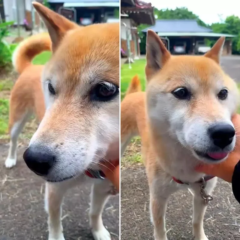《雙眼皮超明顯柴犬》眼睛深邃有神的柴柴在網路引發話題｜高清图片集