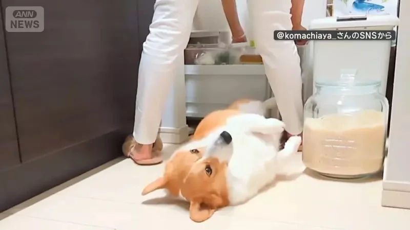 喜歡堅守在冰箱前的柯基犬 想要開冰箱拿個東西還得挪開...然後在放回去XD｜高清图片集