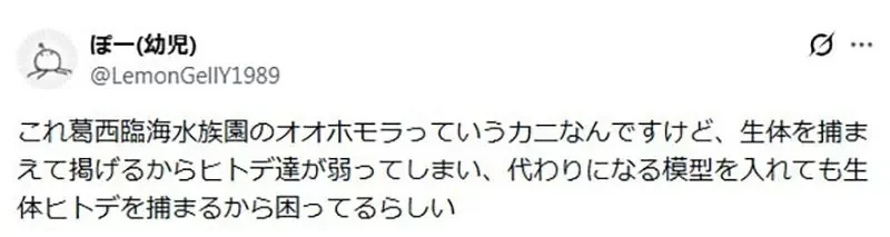 《舉起海星的螃蟹》日本水族館的擬人面蟹爆紅 不是巧合而是真的有這種興趣？｜高清图片集