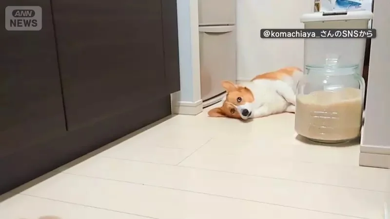 喜歡堅守在冰箱前的柯基犬 想要開冰箱拿個東西還得挪開...然後在放回去XD｜高清图片集
