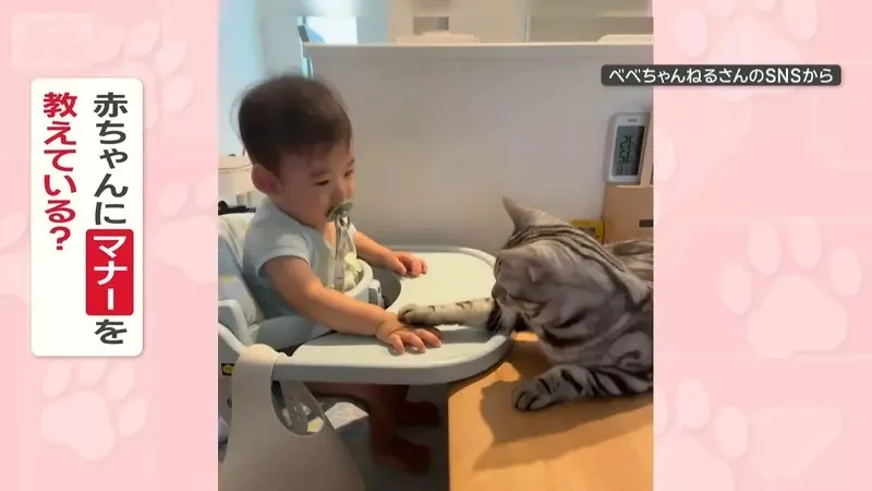 教導小朋友餐桌禮儀的貓 寶寶亂拍桌子貓貓就會用貓肉球把手手按下去｜高清图片集