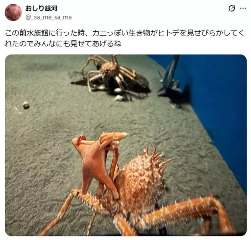 《舉起海星的螃蟹》日本水族館的擬人面蟹爆紅 不是巧合而是真的有這種興趣？｜高清图片集