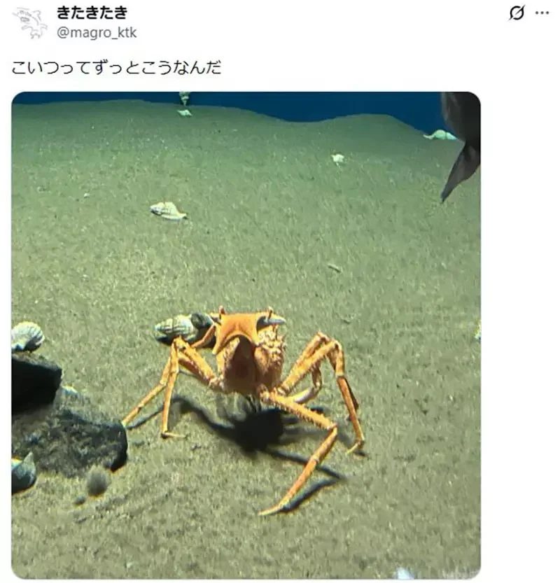 《舉起海星的螃蟹》日本水族館的擬人面蟹爆紅 不是巧合而是真的有這種興趣？｜高清图片集
