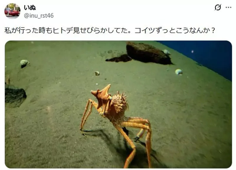 《舉起海星的螃蟹》日本水族館的擬人面蟹爆紅 不是巧合而是真的有這種興趣？｜高清图片集