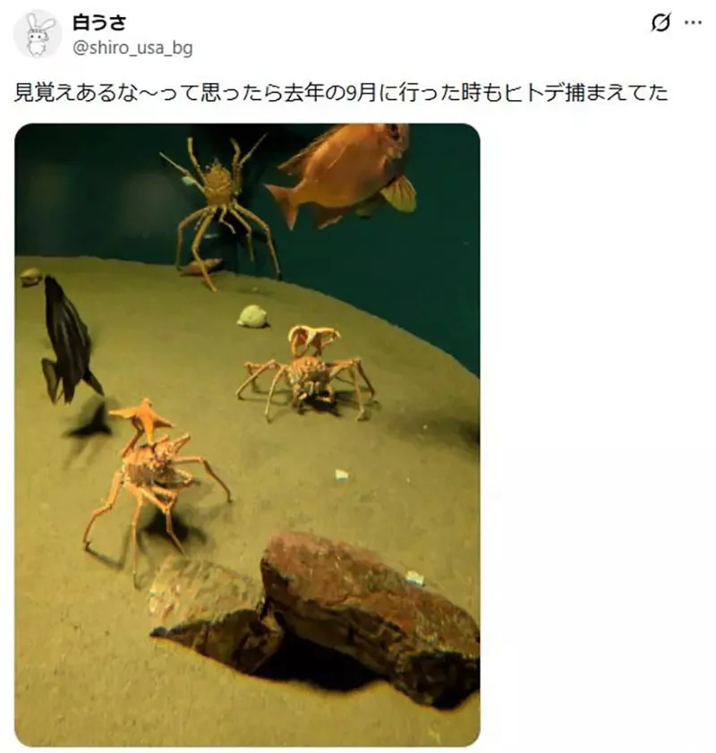 《舉起海星的螃蟹》日本水族館的擬人面蟹爆紅 不是巧合而是真的有這種興趣？｜高清图片集