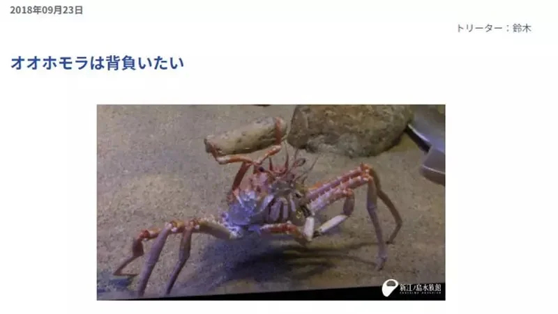 《舉起海星的螃蟹》日本水族館的擬人面蟹爆紅 不是巧合而是真的有這種興趣？｜高清图片集