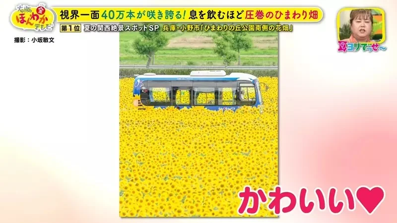 職業攝影師推薦《日本關西地區５大必拍景點》今年夏天不拍就要等明年｜高清图片集